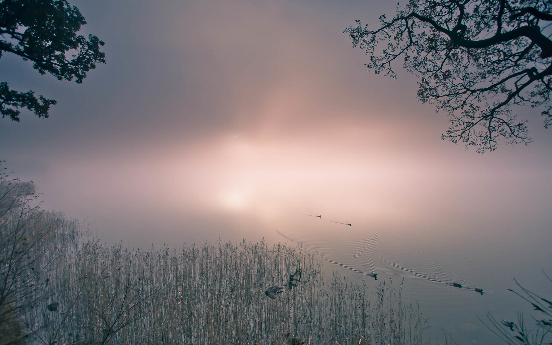 pond, Fog, Mist, Bird, Duck Wallpaper