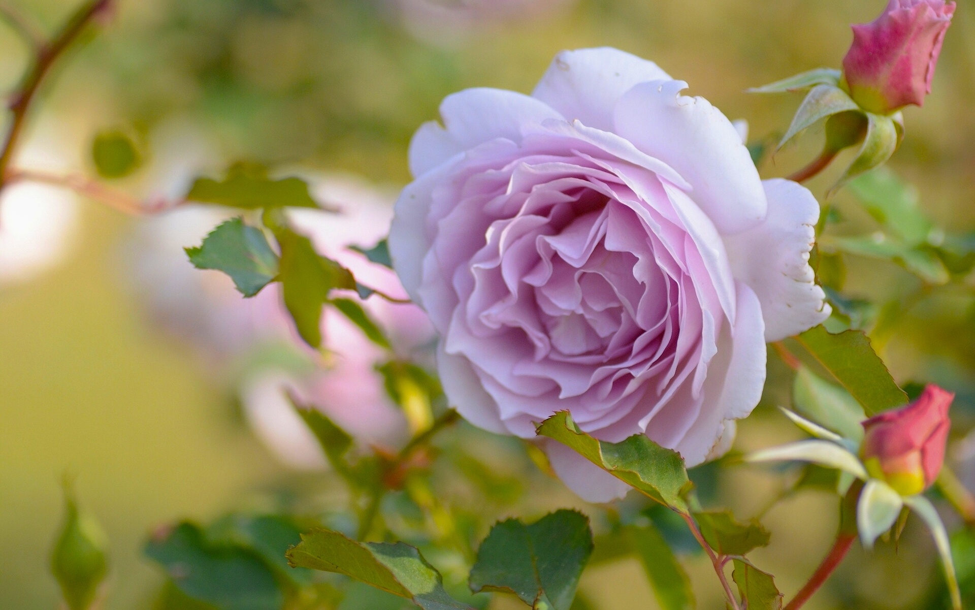 rose, Buds, Macro Wallpaper