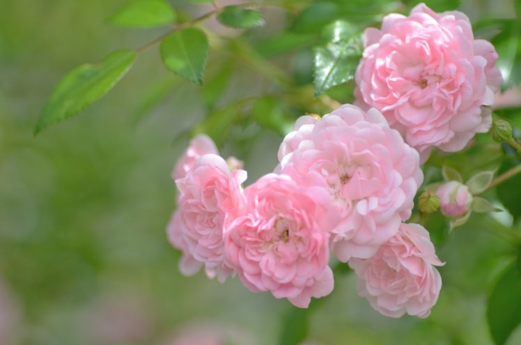 roses, Pink, Color, Flowers HD Wallpaper Desktop Background