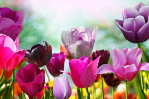 tulips, Flowers