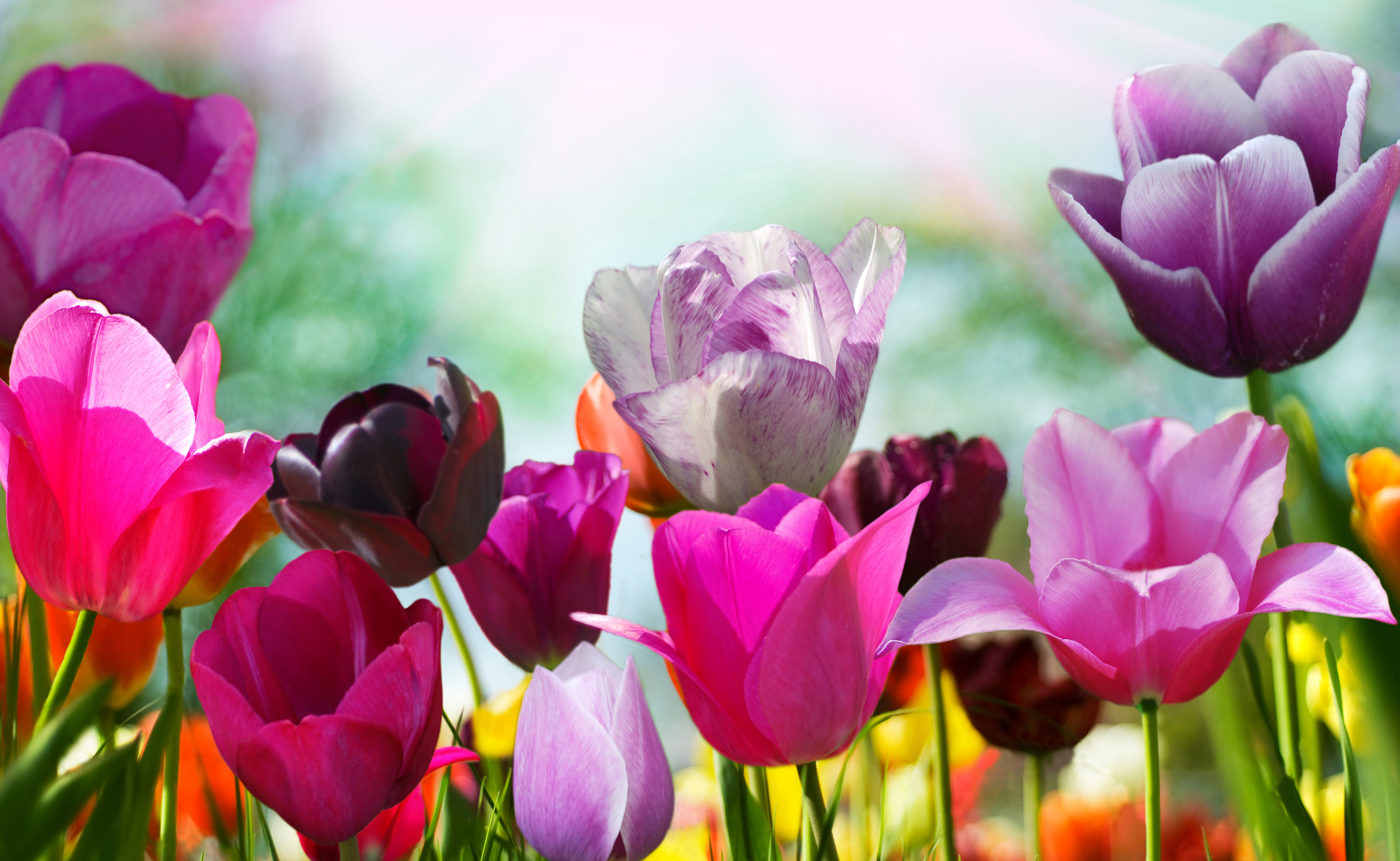 tulips, Flowers Wallpaper