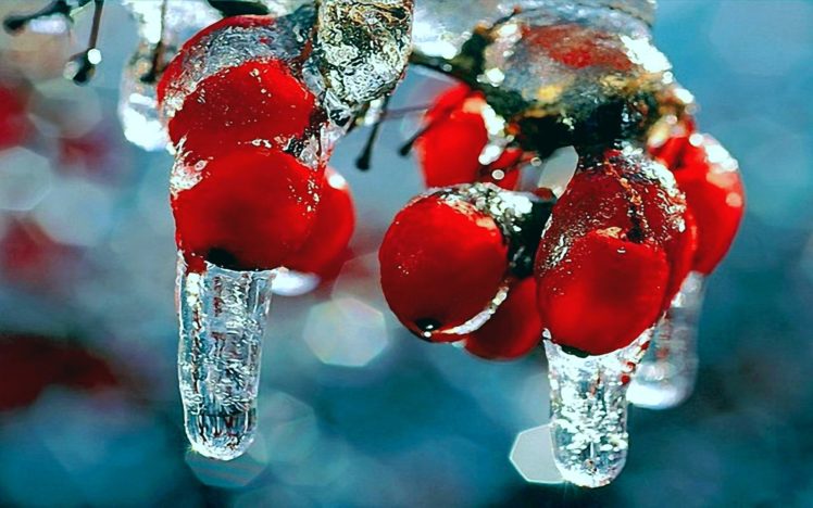 winter, Nature, First, Snow, Frost, Red, Berries, Fruits, Rosehips, Icicles HD Wallpaper Desktop Background