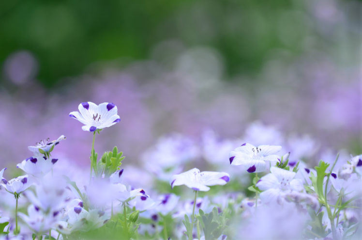 nature, Flower, Garden, White, Green, Hd, Wallpaper HD Wallpaper Desktop Background