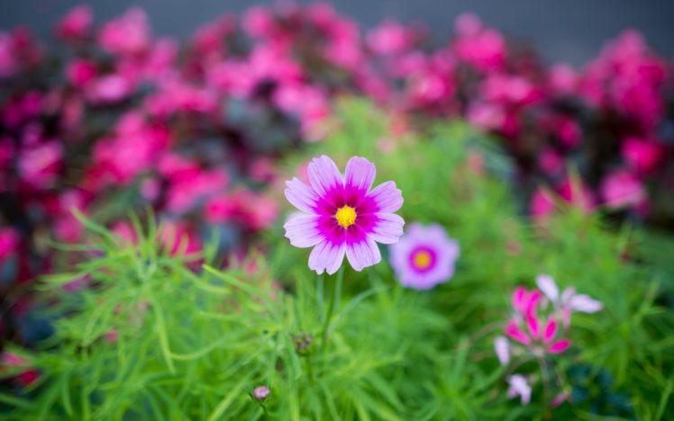 nature, Flower, Garden, Cosmos, Pink, Hd, Wallpaper HD Wallpaper Desktop Background
