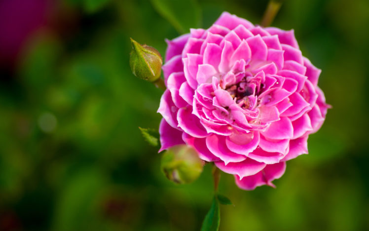 nature, Flower, Garden, Rose, Pink, Hd, Wallpaper HD Wallpaper Desktop Background
