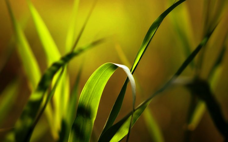 grass, Plants, Depth, Of, Field HD Wallpaper Desktop Background