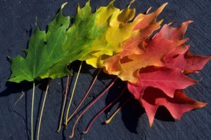 multicolor, Leaves, Spectrum, Macro