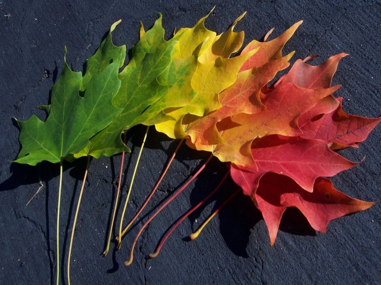 multicolor, Leaves, Spectrum, Macro HD Wallpaper Desktop Background
