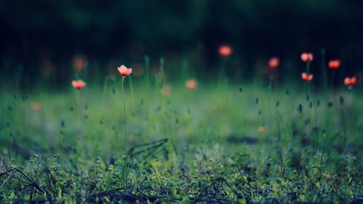 nature, Flowers, Depth, Of, Field, Red, Flowers HD Wallpaper Desktop Background