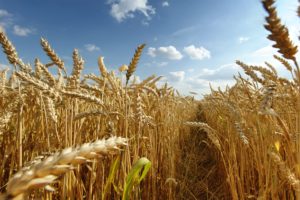 nature, Fields, Wheat, Grain