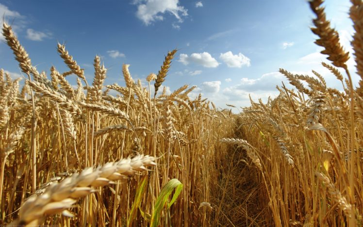 nature, Fields, Wheat, Grain HD Wallpaper Desktop Background