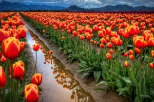 landscapes, Nature, Flowers, Tulips, Hdr, Photography
