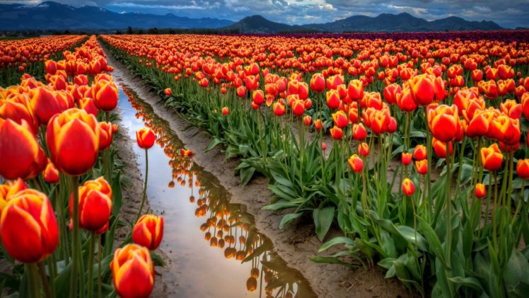landscapes, Nature, Flowers, Tulips, Hdr, Photography HD Wallpaper Desktop Background