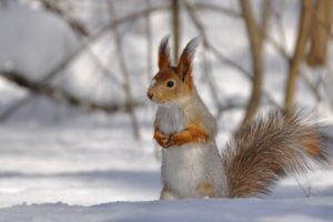 snow, Animals, Squirrels, Blurred, Background