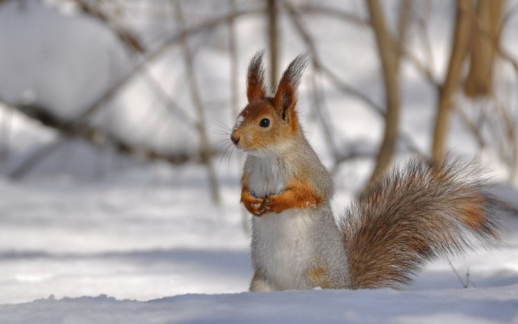 snow, Animals, Squirrels, Blurred, Background HD Wallpaper Desktop Background