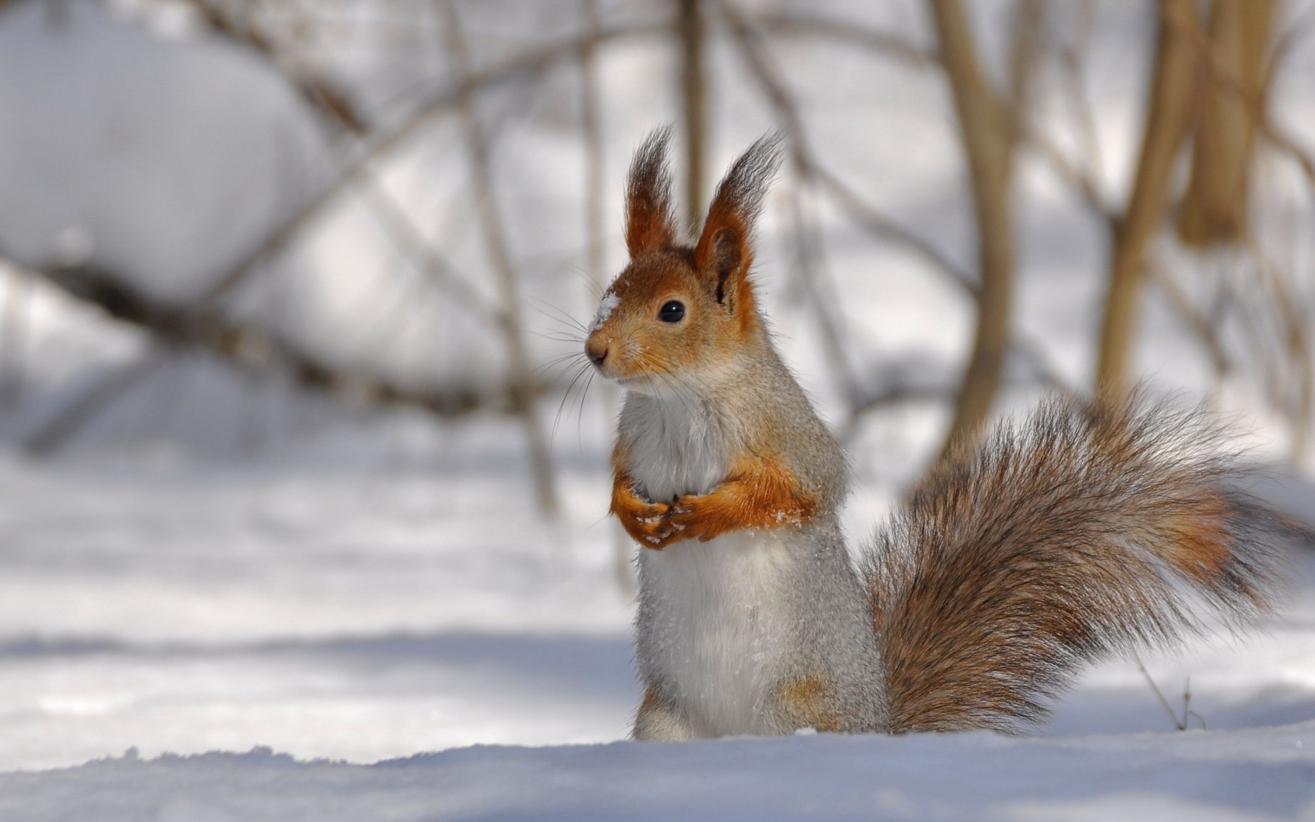 snow, Animals, Squirrels, Blurred, Background Wallpaper