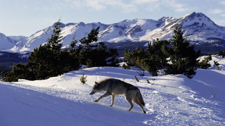 winter, Wolves HD Wallpaper Desktop Background