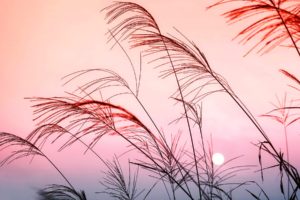 nature, Grass, Color, Sunset, Landscape, Ultrahd, 4k, Wallpaper