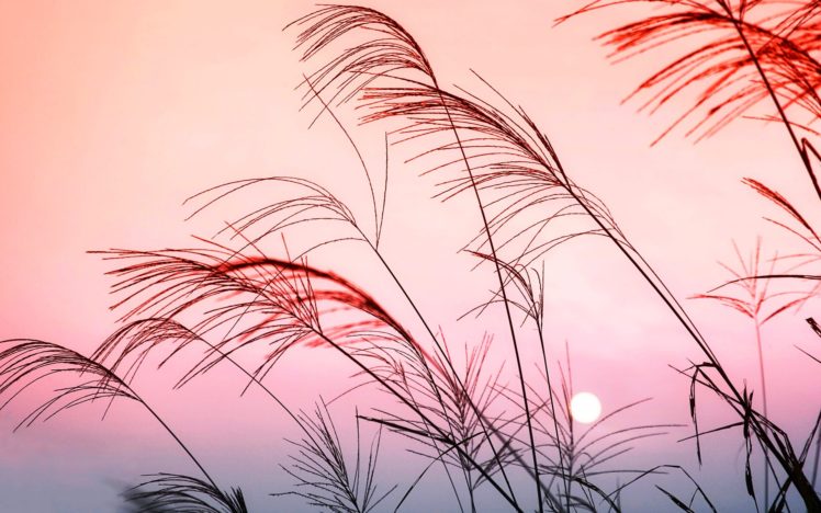 nature, Grass, Color, Sunset, Landscape, Ultrahd, 4k, Wallpaper HD Wallpaper Desktop Background