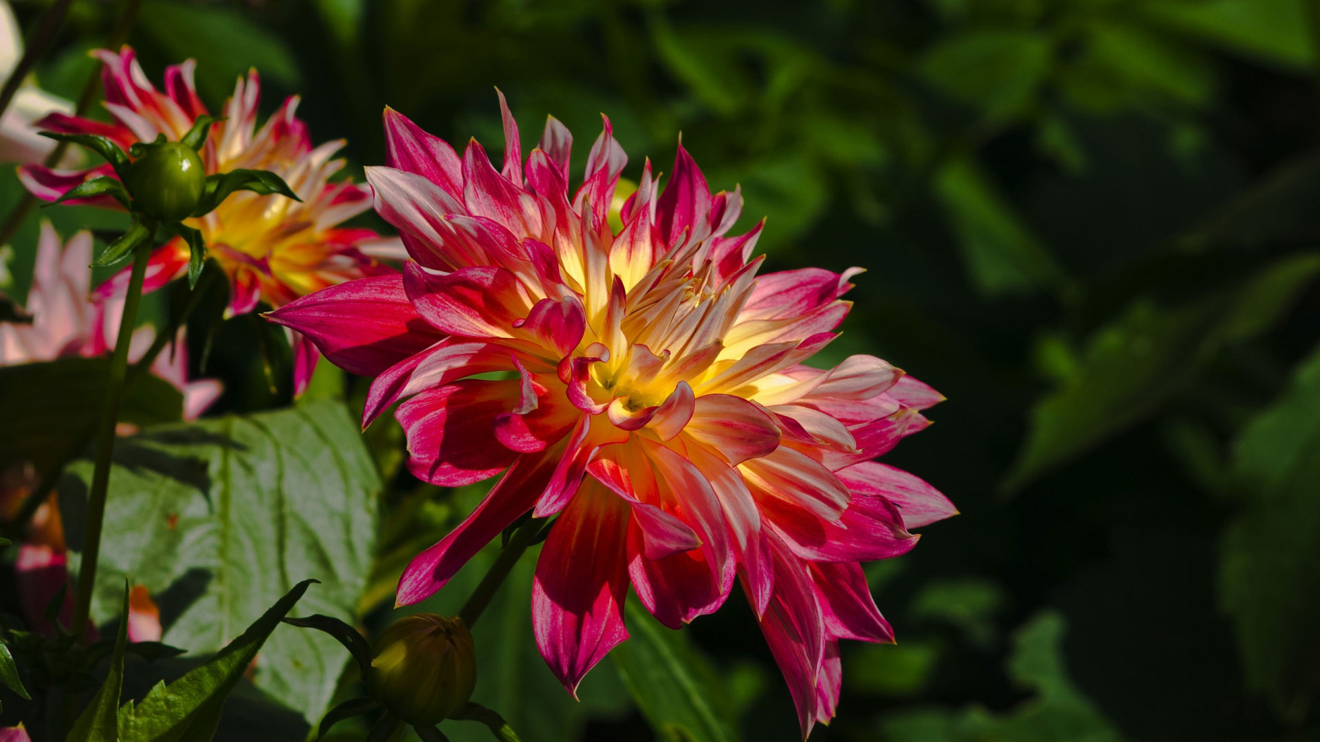 nature, Flower, Garden, Wild, Pink, Hd, Wallpaper Wallpaper