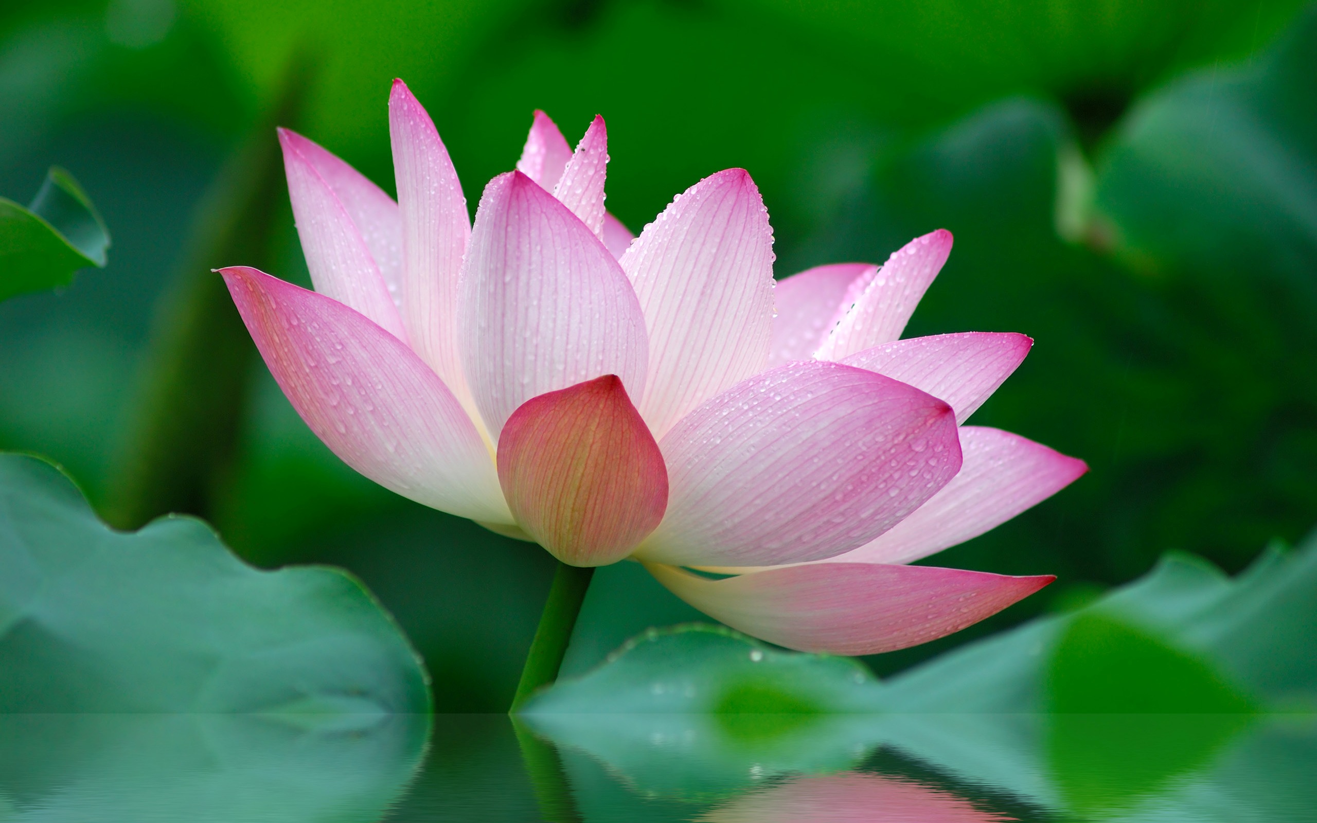 nature, Flower, Garden, Wild, Pink, Lily, Lotus, Hd, Wallpaper Wallpaper