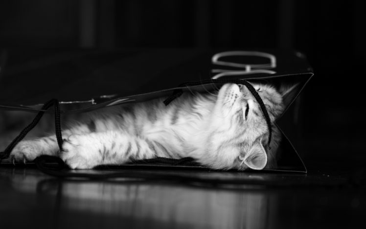 cats, Animals, Monochrome, Kittens HD Wallpaper Desktop Background