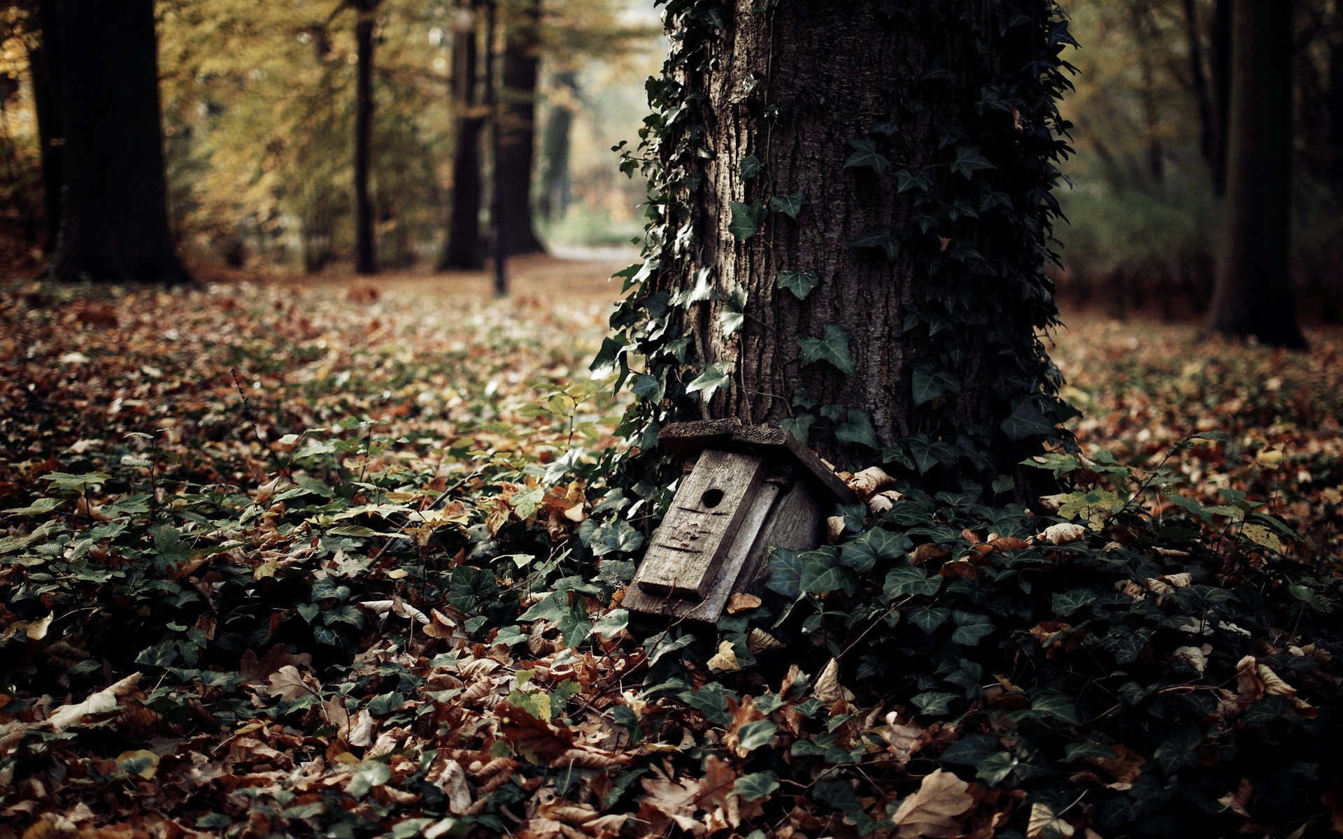 nature, Trees, Autumn, Wood, Forests, Leaves Wallpaper