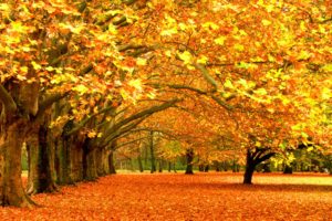 trees, Autumn, Leaves, Fallen, Leaves