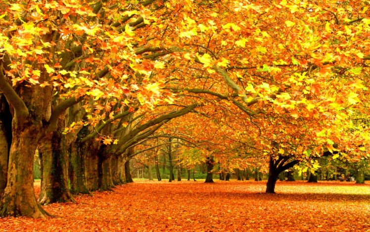 trees, Autumn, Leaves, Fallen, Leaves HD Wallpaper Desktop Background