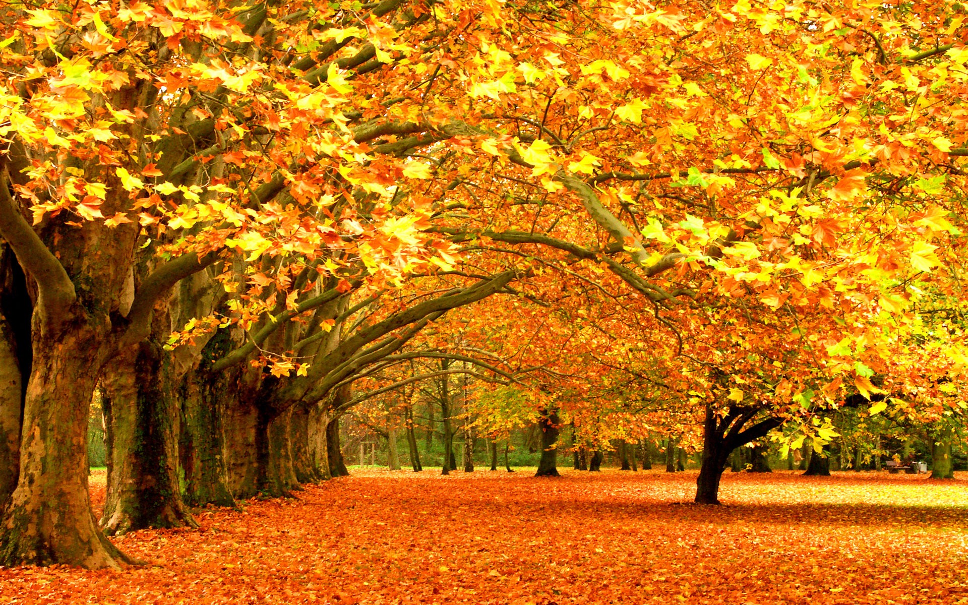 trees, Autumn, Leaves, Fallen, Leaves Wallpaper