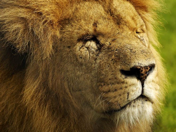 paintings, Animals, Tigers, Digital, Art, Lions HD Wallpaper Desktop Background