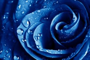 water, Drops, Macro, Roses, Blue, Rose, Blue, Flowers, Drops