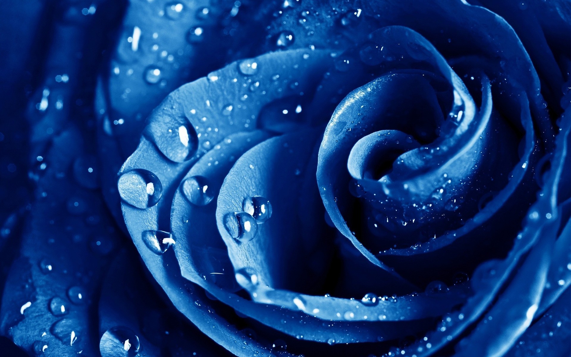 water, Drops, Macro, Roses, Blue, Rose, Blue, Flowers, Drops Wallpaper