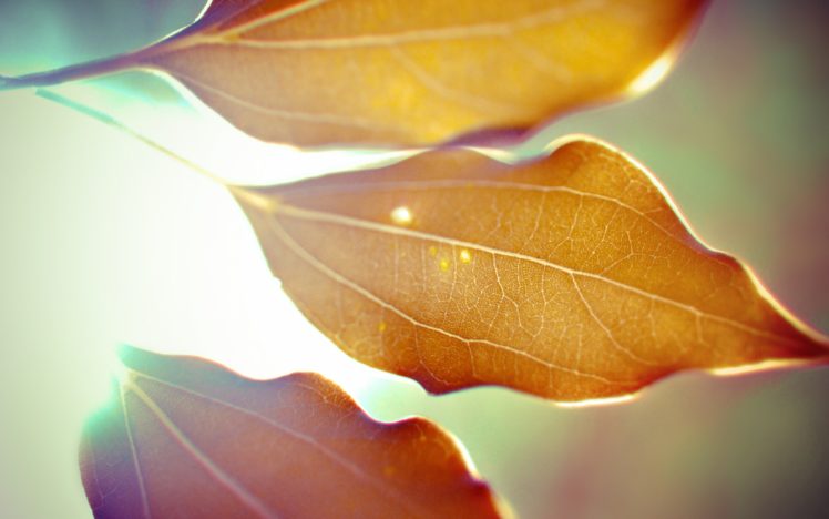 nature, Leaves, Macro, Dreamy HD Wallpaper Desktop Background