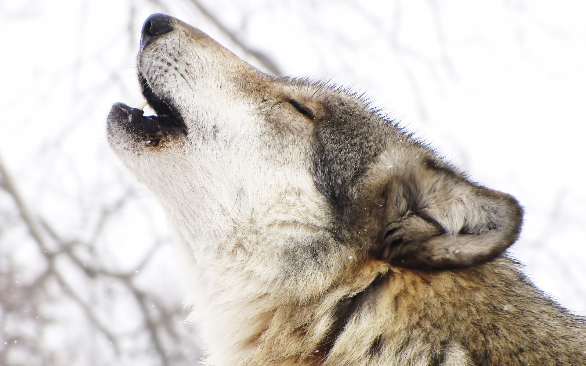 wolves Wallpaper