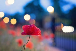 nature, Flowers, Bokeh, Red, Flowers, Poppies, Blurred, Background