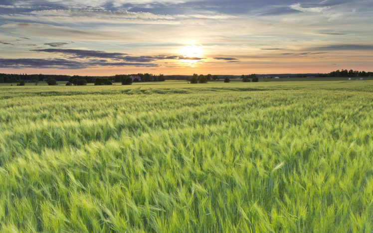field, Sweden, Sun, Evening, Barley, Grass HD Wallpaper Desktop Background