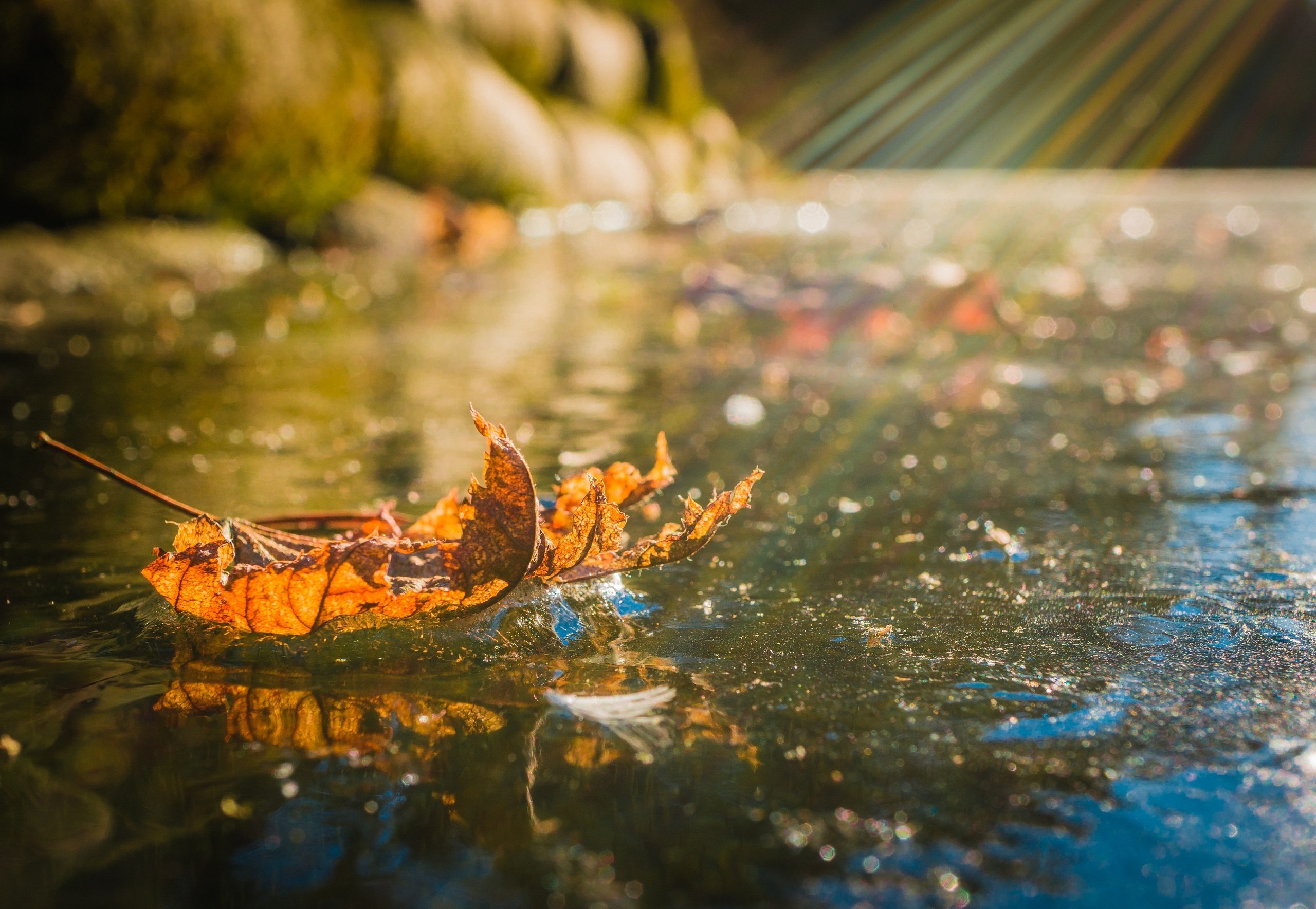 Попав в листья вода с поверхности. Листья на воде. Осенние листья на воде. Листья в луже. Осенние листья в луже.