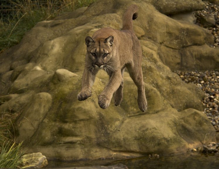 puma, Cougar, Mountain, Lion HD Wallpaper Desktop Background