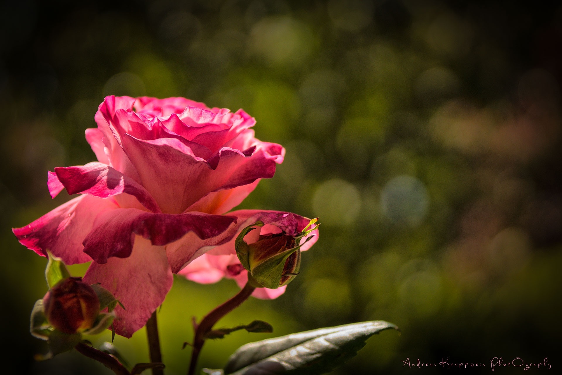rose, Flower, Petals, Buds, Macro, Bokeh Wallpaper
