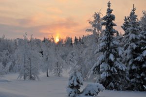 sunset, Winter, Forest, Trees, Landscape