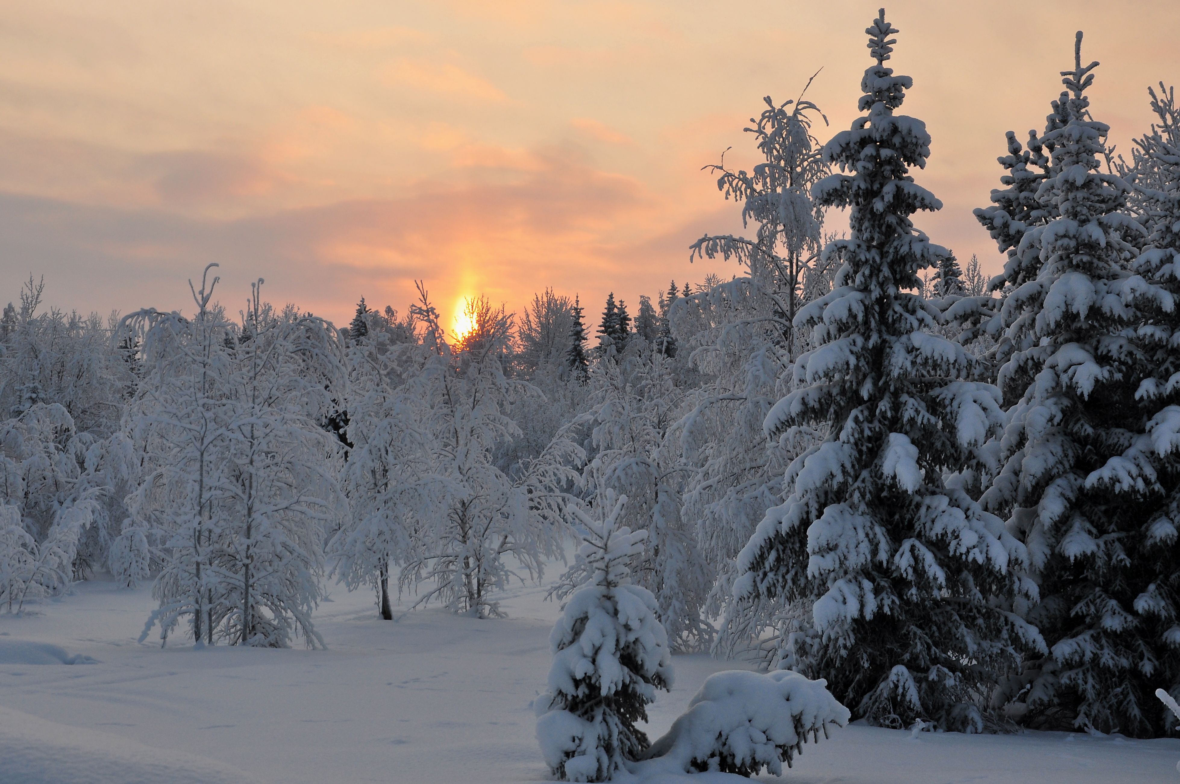 sunset, Winter, Forest, Trees, Landscape Wallpaper