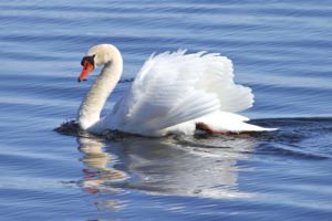 swan, White, Water, Grace