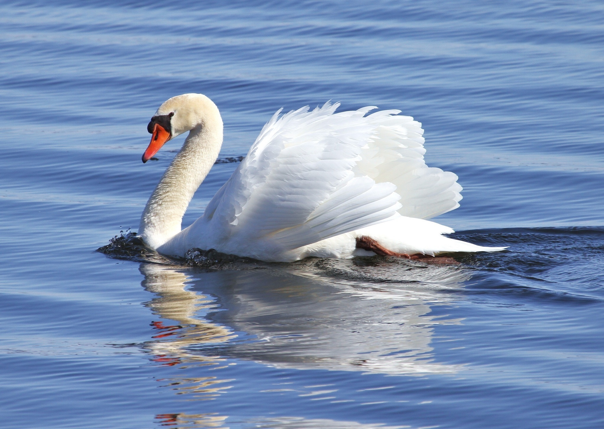 swan, White, Water, Grace Wallpaper