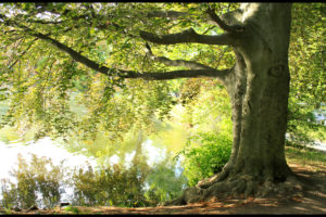 tree, Summer, Branch, Lake, Reflection