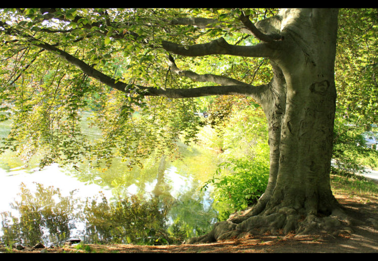 tree, Summer, Branch, Lake, Reflection HD Wallpaper Desktop Background