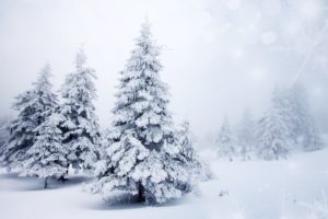 trees, Spruce, Winter, Snow