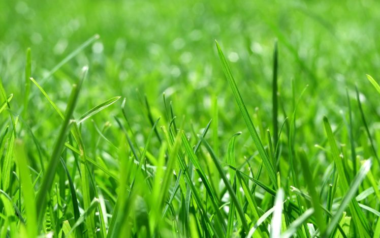 nature, Grass, Sunlight, Macro, Depth, Of, Field HD Wallpaper Desktop Background