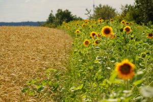 landscapes, Flowers, Fields, Agriculture, Sunflowers