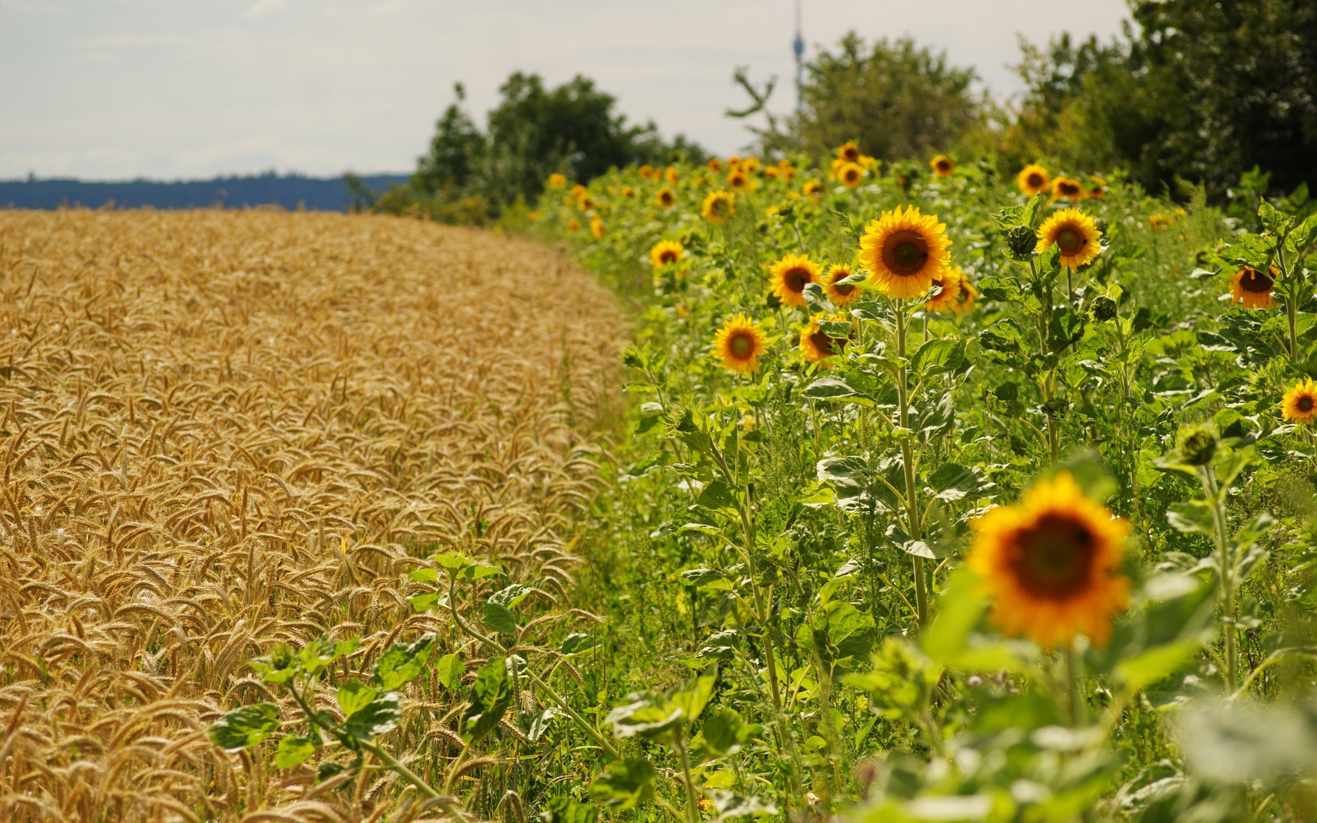 landscapes, Flowers, Fields, Agriculture, Sunflowers Wallpaper